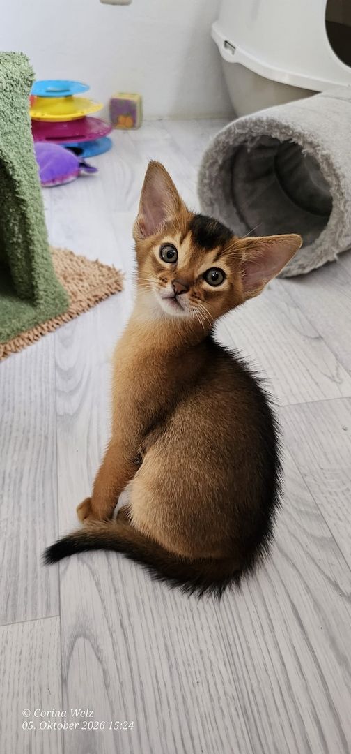 Vier edle reinrassige Abessinierkater in Blau und Ruddy – kleine Persönlichkeiten fürs Leben 🐾❤️