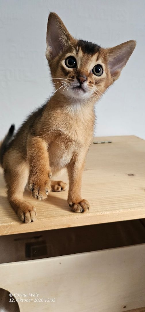 Vier edle reinrassige Abessinierkater in Blau und Ruddy – kleine Persönlichkeiten fürs Leben 🐾❤️