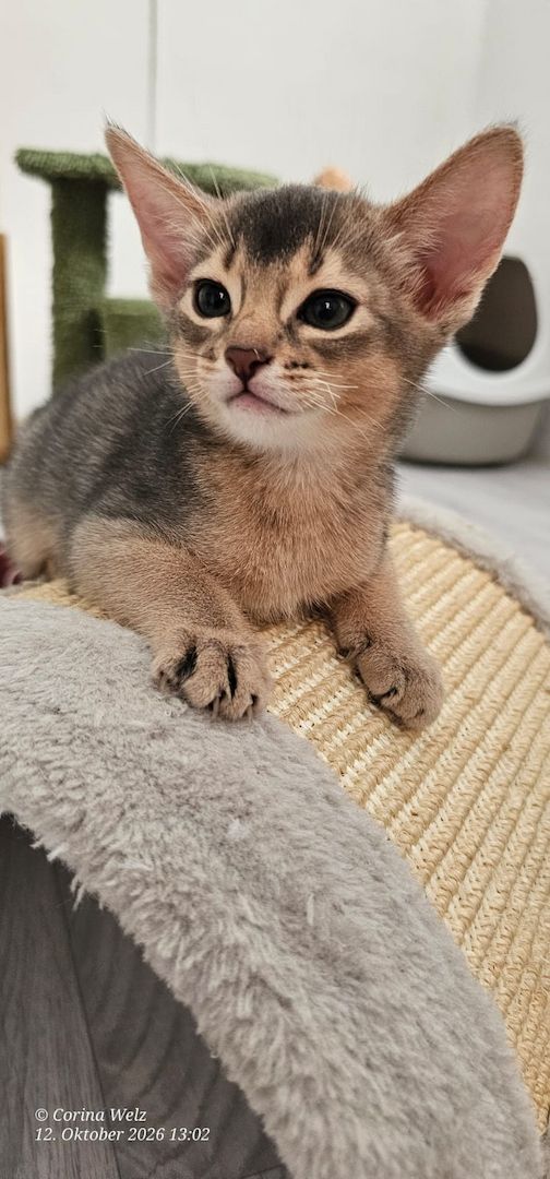 Vier edle reinrassige Abessinierkater in Blau und Ruddy – kleine Persönlichkeiten fürs Leben 🐾❤️