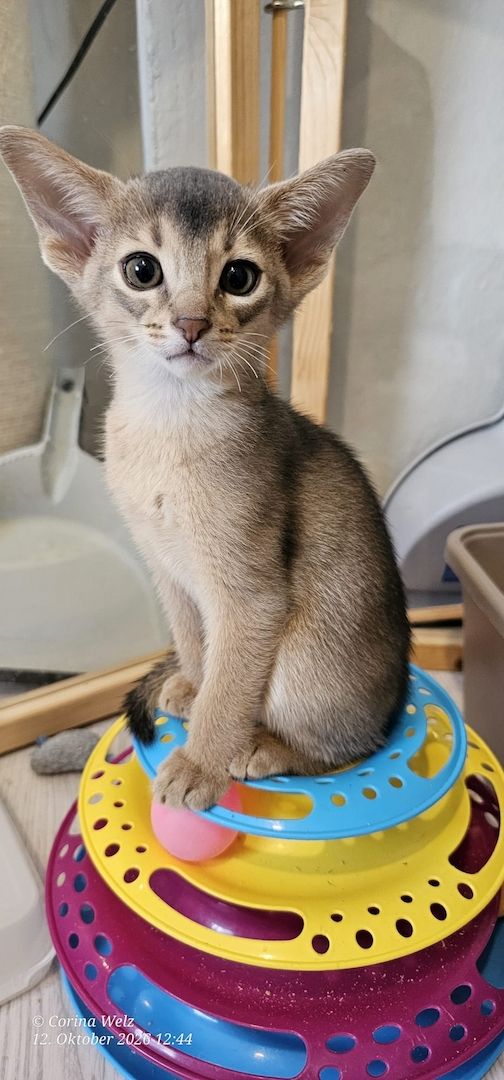 Vier edle reinrassige Abessinierkater in Blau und Ruddy – kleine Persönlichkeiten fürs Leben 🐾❤️