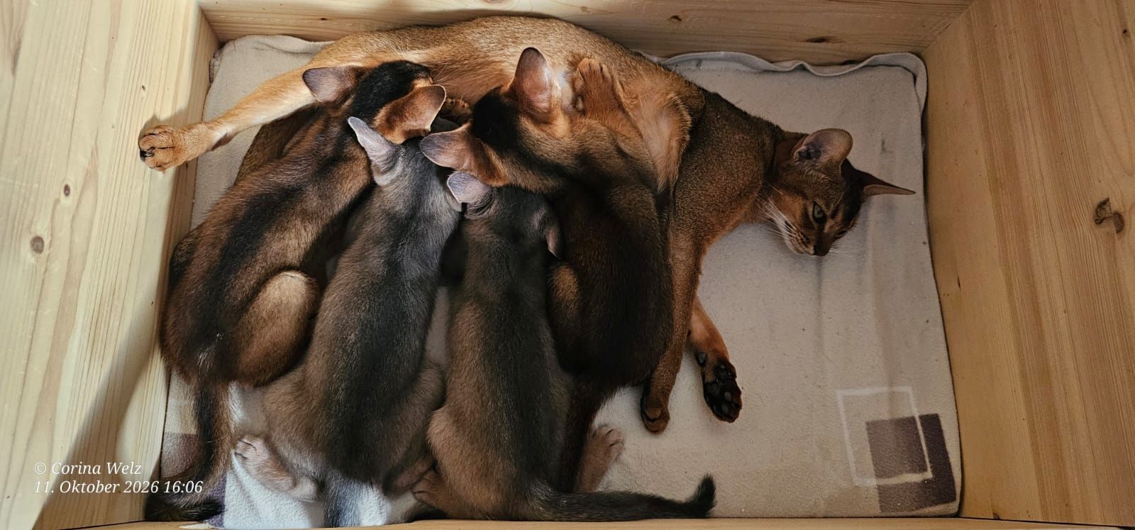 Vier edle reinrassige Abessinierkater in Blau und Ruddy – kleine Persönlichkeiten fürs Leben 🐾❤️