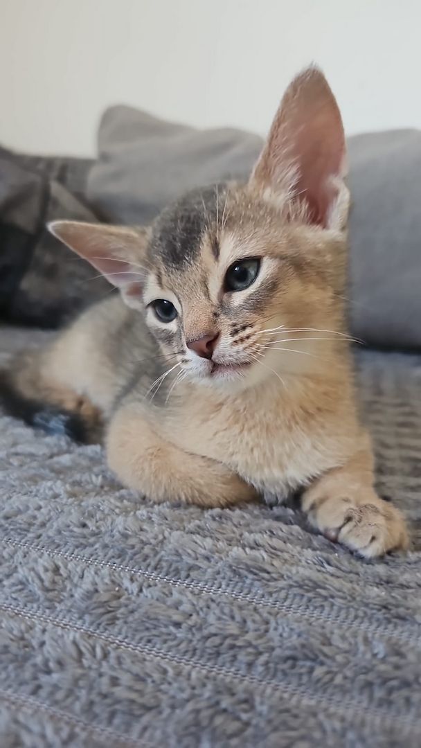 Vier edle reinrassige Abessinierkater in Blau und Ruddy – kleine Persönlichkeiten fürs Leben 🐾❤️