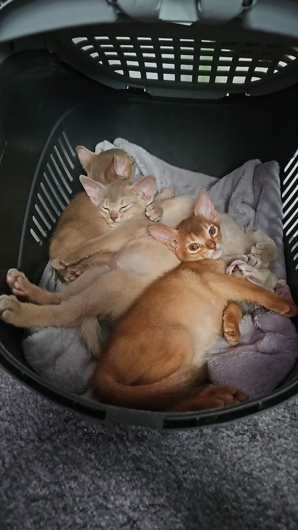Vier edle reinrassige Abessinierkater in Blau und Ruddy – kleine Persönlichkeiten fürs Leben 🐾❤️