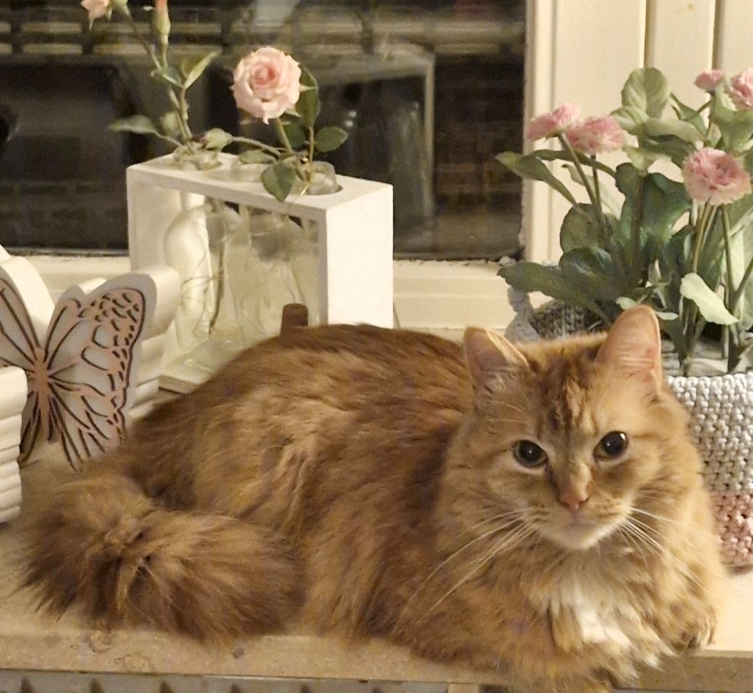 2 Maine cool Mix