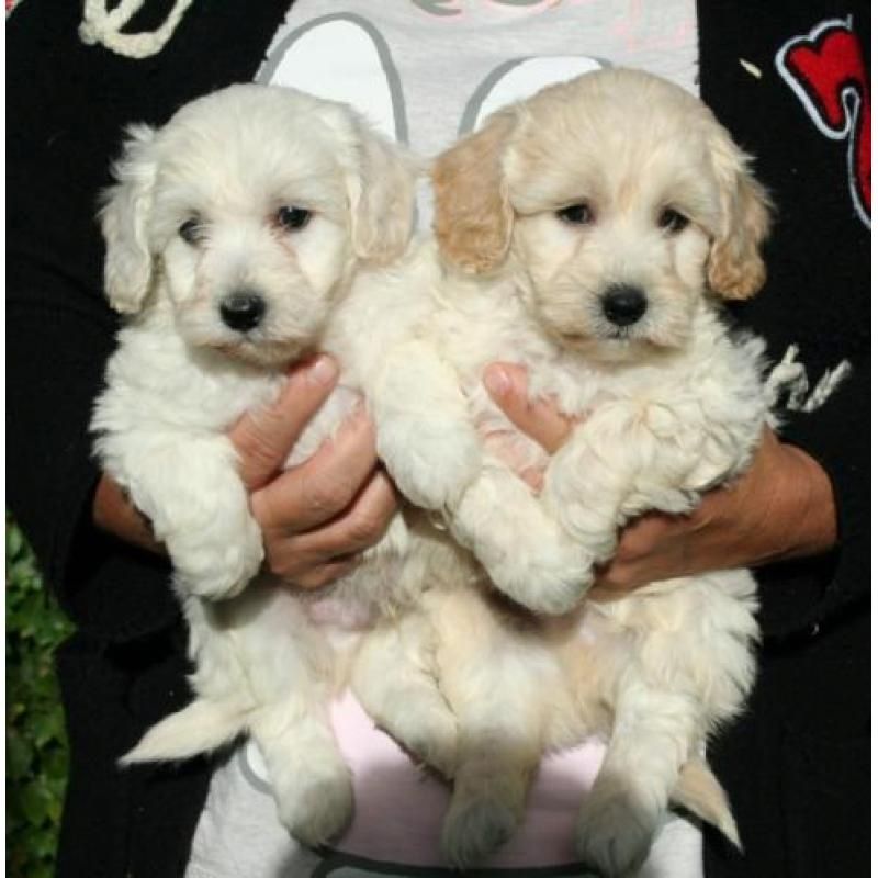 Cocker-Spaniel-Welpen