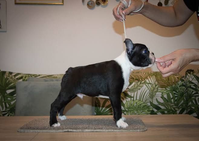 Boston-Terrier-Welpen. WhatsApp: +44 7469 456352