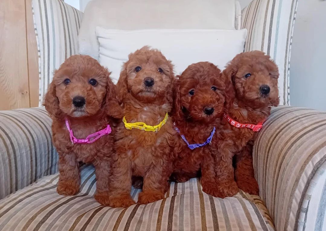 Goldendoodle-Welpen zu verkaufen.