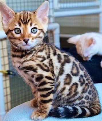 Wunderschöne, reinrassige BENGAL Kitten Kätzchen
