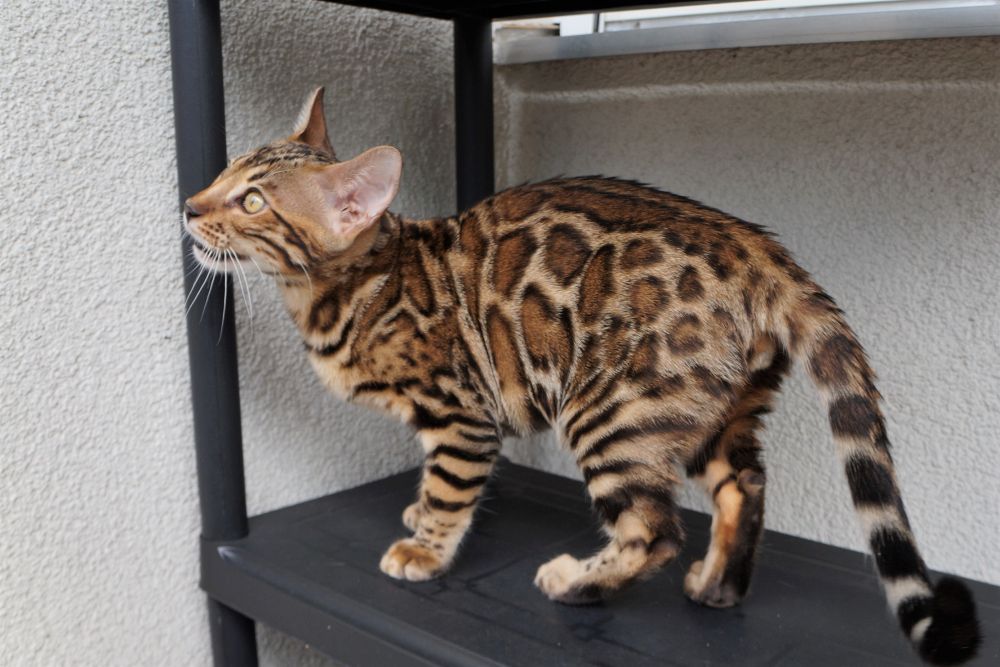 Reinrassige BENGAL Kitten Kätzchen