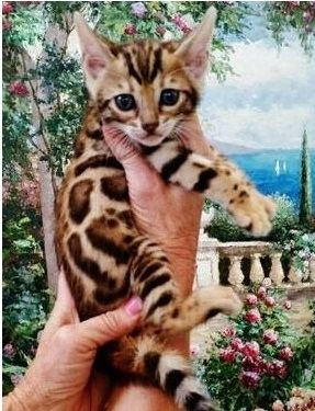 wunderschönen Reinrassigen Bengal Kätzchen
