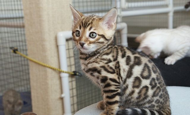 Gesunde und reinrassige Bengal  Kätzchen