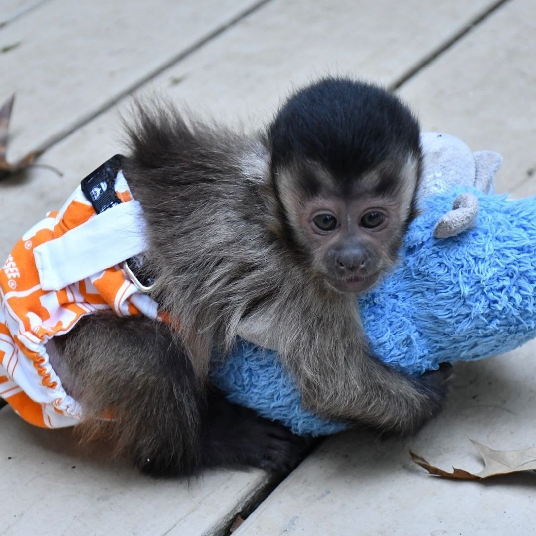 🐒 Weiblicher Kapuzineraffe zur Adoption gesucht 🐒