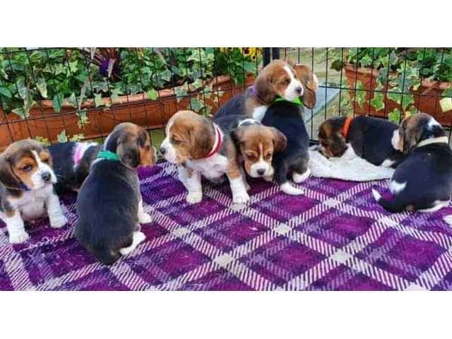 Beagle Welpen, sozialisiert