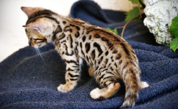 Reinrassige BENGAL Kitten Kätzchen