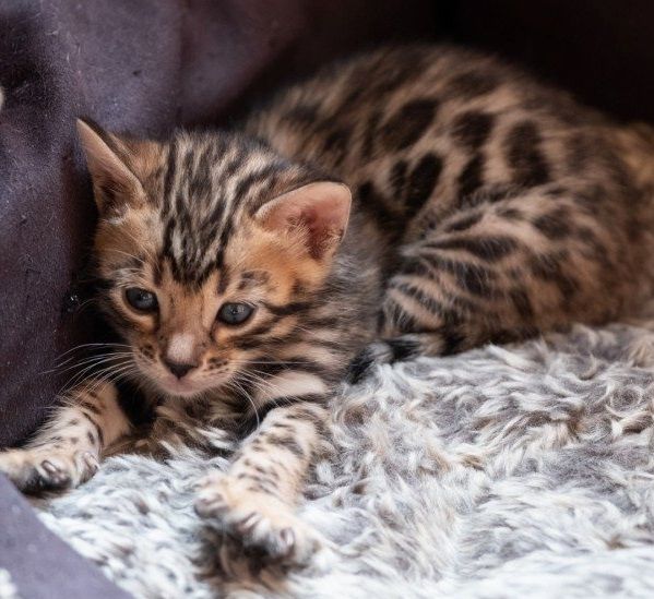 Gesund Bengal  Katzchen