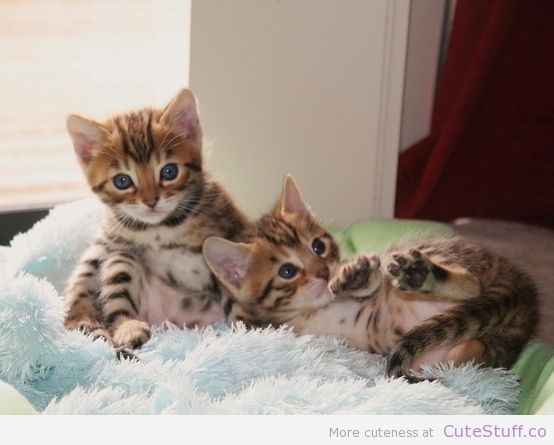 Wunderschöne Bengal  Kätzchen