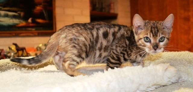 BENGAL KITTEN (Baby Bengal  Kätzchen)