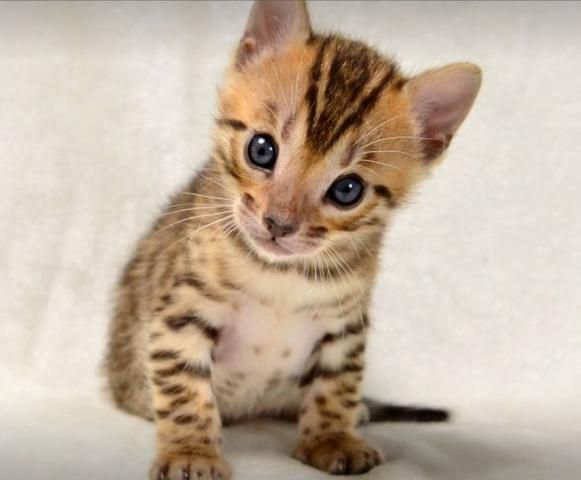 Baby Bengal  Kätzchen