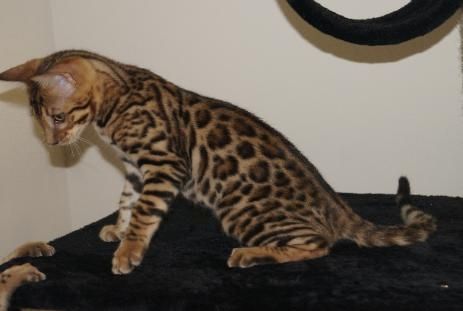 BENGAL KITTEN (Baby Bengal  Kätzchen)
