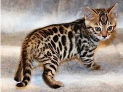 BENGAL KITTEN (Baby Bengal  Kätzchen)
