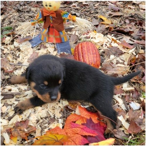 Reinrassige Rottweiler welpen