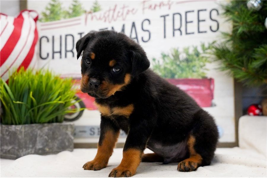 Reinrassige Rottweiler welpen