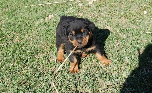 Reinrassige Rottweiler welpen