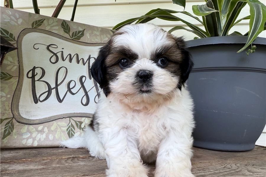 Reinrassige shih tzu welpen