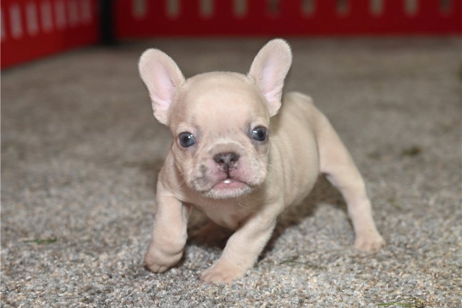 Französische Bulldoggen Welpen mit Ahnentafel