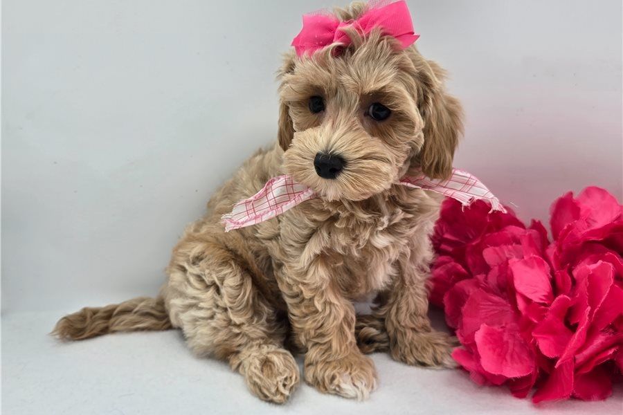 Maltipoo Welpen suchen liebevolles Zuhause