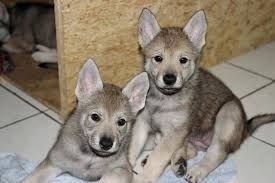 Welpen des Tschechoslowakischen Wolfshundes