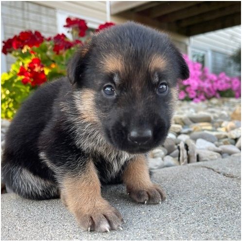 Deutsche Schäferhund Welpen