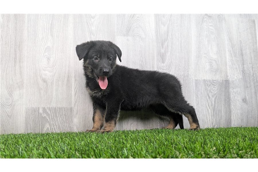 Deutsche Schäferhund Welpen