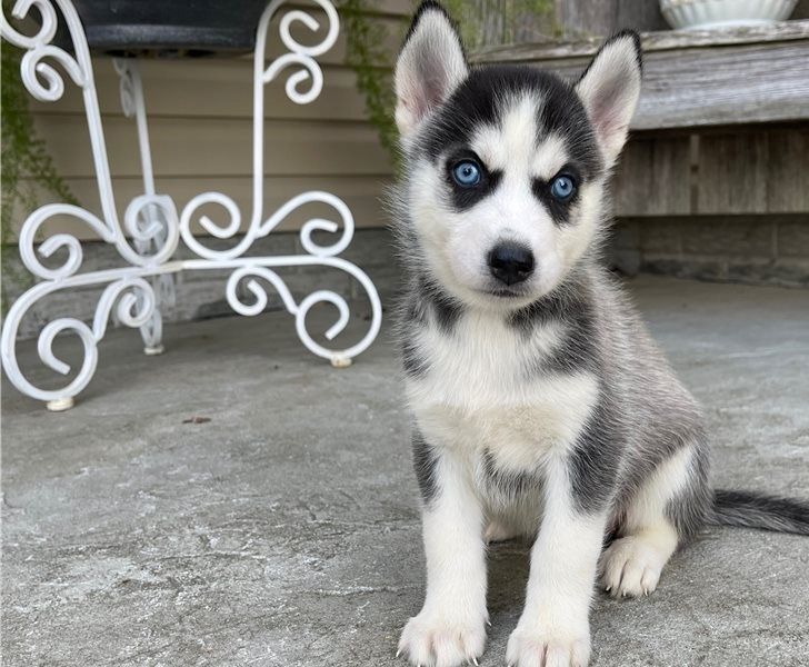 Siberian-Husky-Welpen