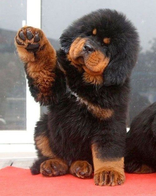 🐾 Tibet-Dogge-Welpen suchen ein Zuhause 🐾