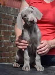 Weimaraner-Welpen