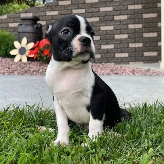Boston-Terrier-Welpen