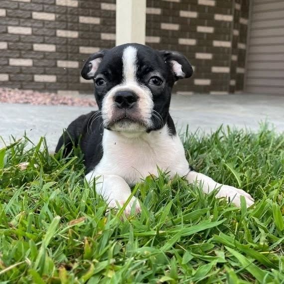 Boston-Terrier-Welpen