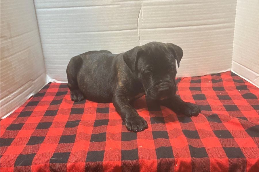 cane corso welpen mit Papieren
