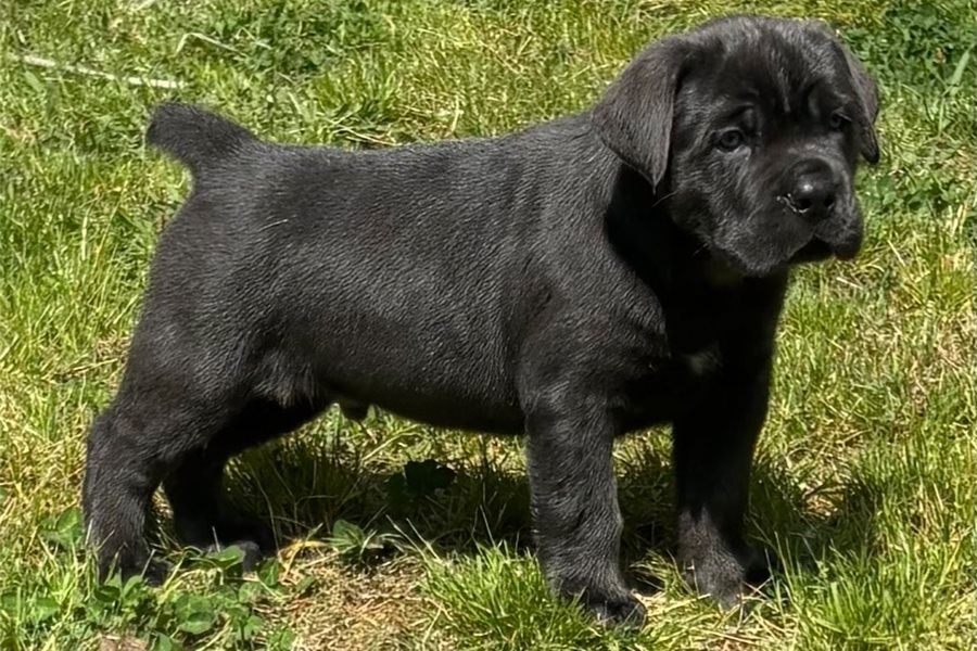 cane corso welpen mit Papieren