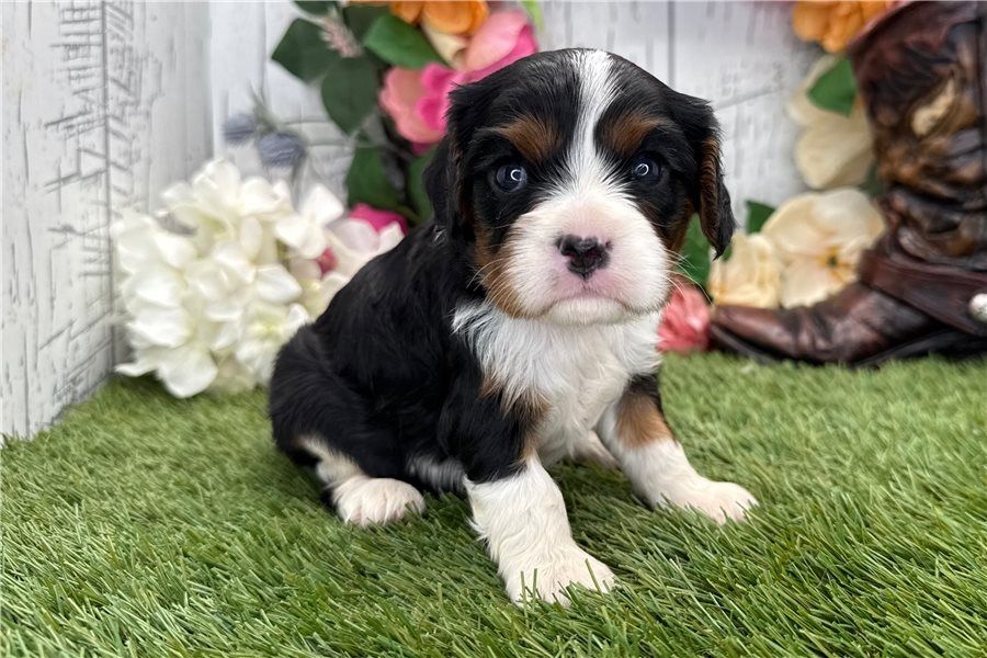 Cavalier King Charles Welpen Rüden und Hündinnen