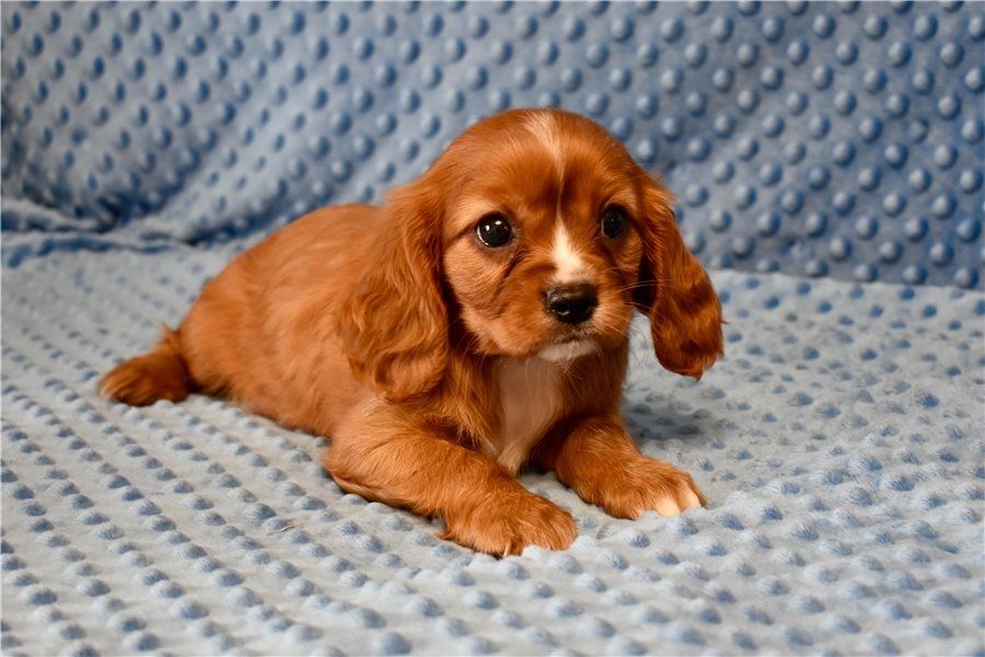 Cavalier King Charles Welpen Wunderschöne