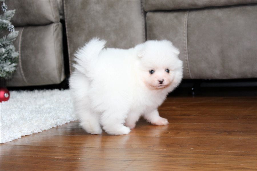 Pomeranian Zwergspitz Boo Welpen