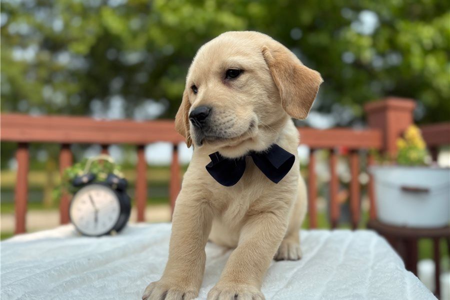 Süße Labrador Welpen mit Papieren