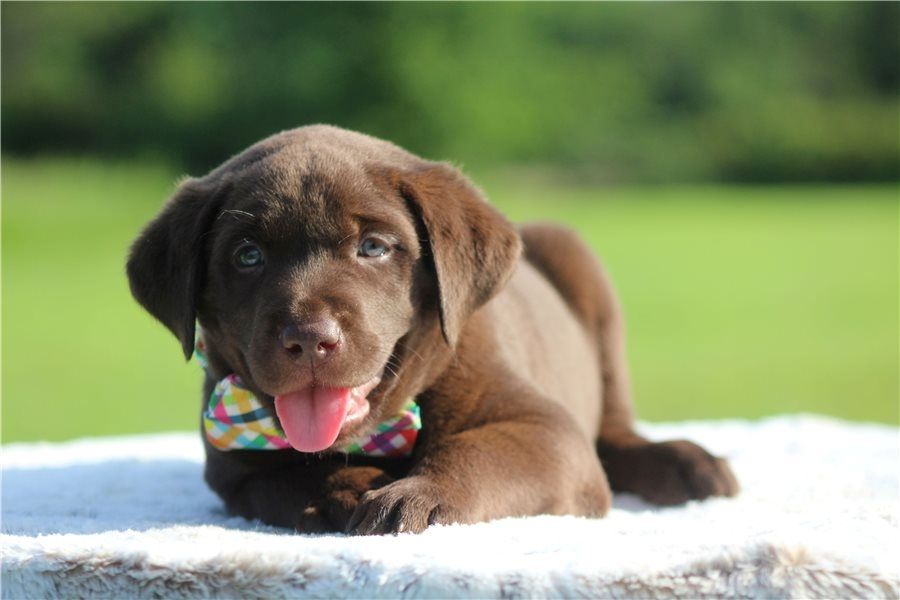 Wunderschöne Labrador Welpen suchen ihr Traumzuhause