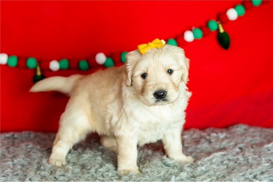 Golden Retriever Welpen suchen Ihre Familie  Welpen mit Ahnentafel