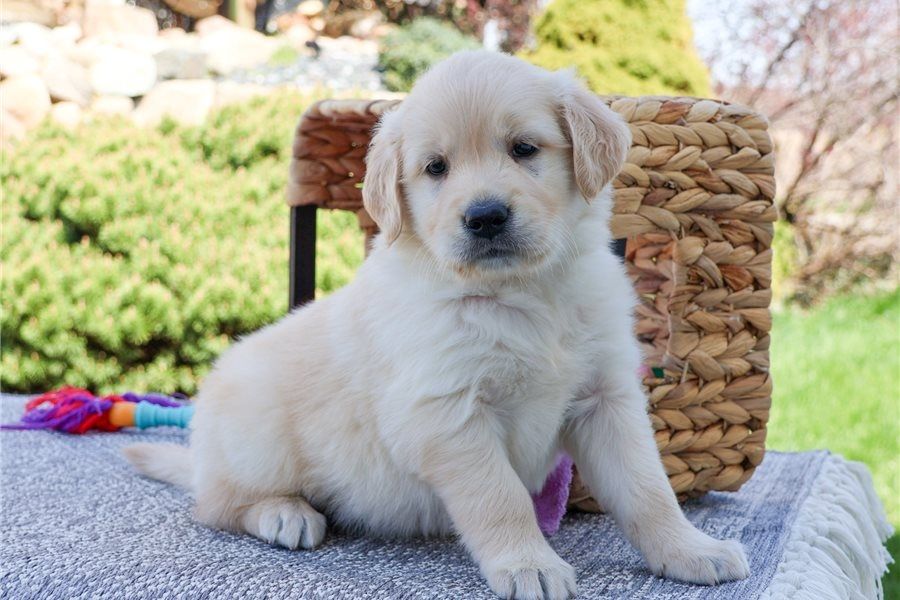 Golden Retriever Welpen suchen Ihre Familie  Welpen mit Ahnentafel