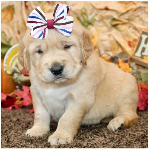 Golden Retriever Welpen suchen Ihre Familie  Welpen mit Ahnentafel