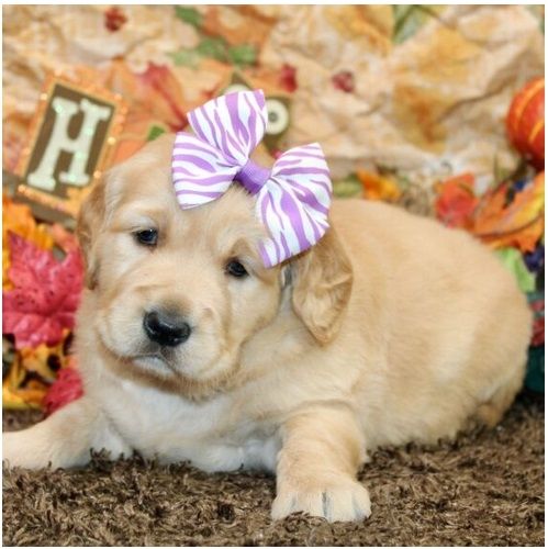 Golden Retriever Welpen suchen Ihre Familie  Welpen mit Ahnentafel
