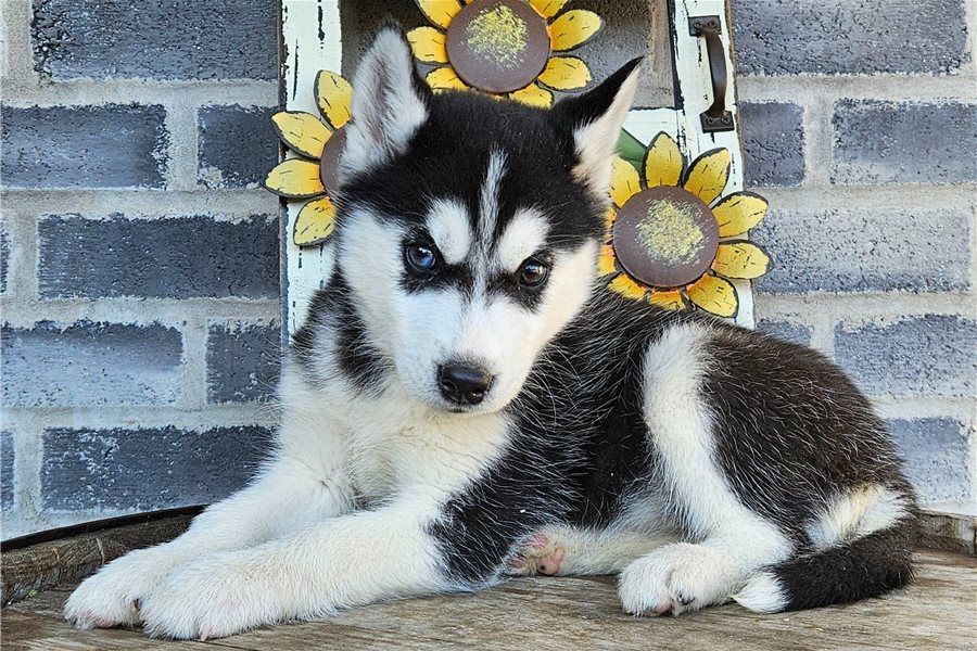 Reinrassige Siberian Husky Welpen
